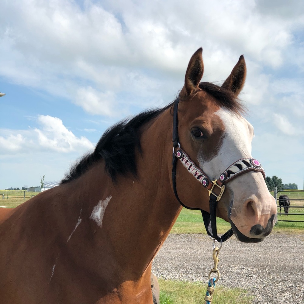 Meet your Posher, Heidi